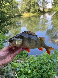 European Perch