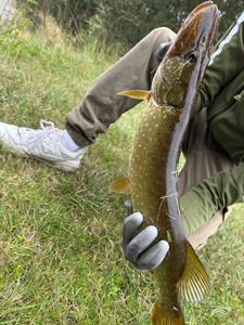 Chain Pickerel