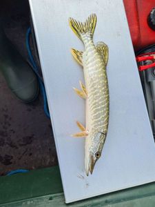 Northern Pike