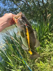 Largemouth Bass
