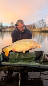 Common Carp