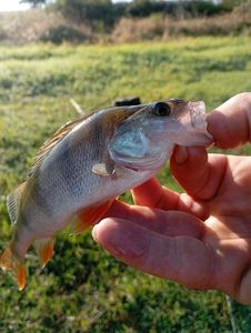 European Perch