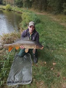 Common Carp