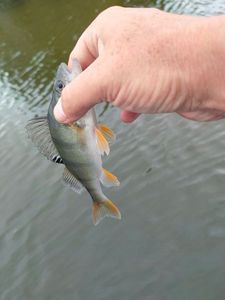European Perch