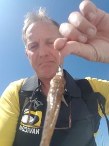 Giant Goby
