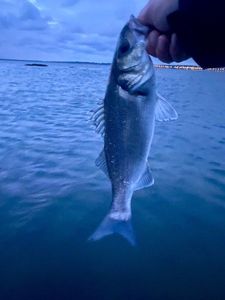 European Bass (Seabass)