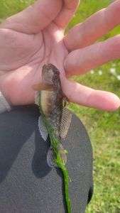 Round Goby