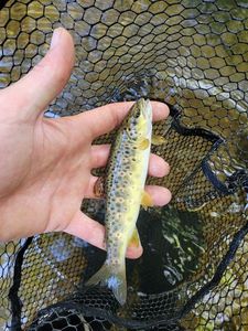 Brown Trout