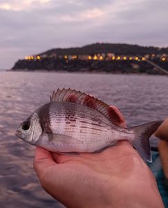 Black Seabream