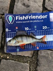 European Perch