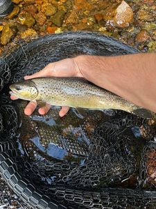 Brown Trout