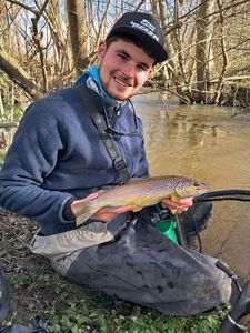 Brown Trout