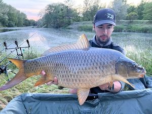 Common Carp