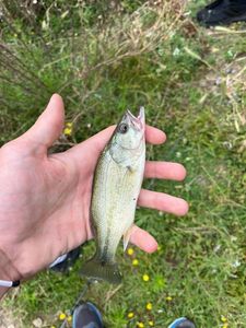 Largemouth Bass