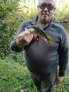 European Perch