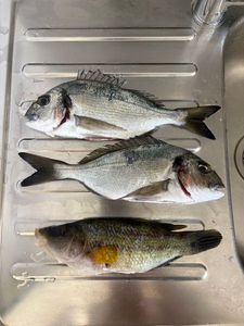 Gilthead Seabream