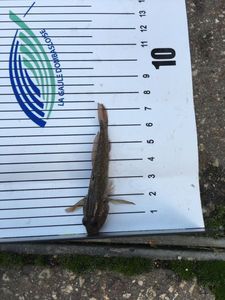 Round Goby