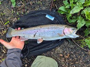 Rainbow Trout
