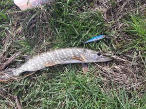 Northern Pike caught by Axel Demetz