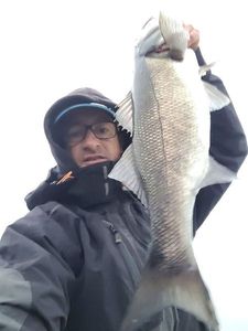 European Bass (Seabass)