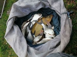 Tench