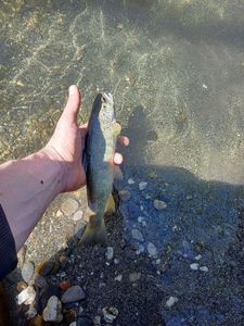 Brown Trout