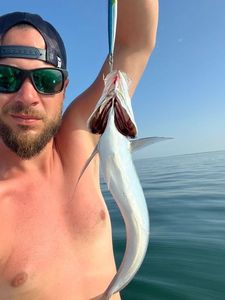 Cape Horse Mackerel