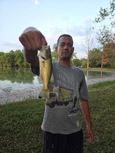 Largemouth Bass