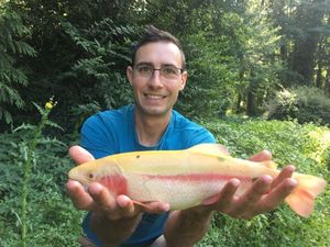 Golden Trout