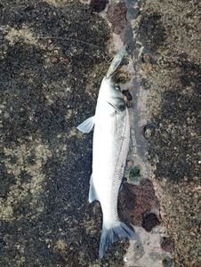 European Bass (Seabass)