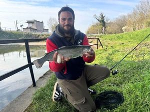 Rainbow Trout