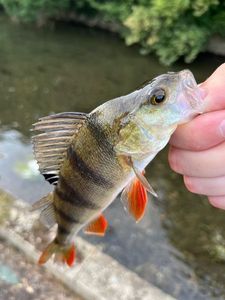 European Perch