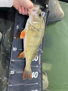 European Perch