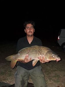 Common Carp