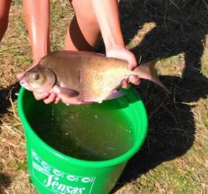 Common Bream