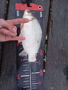 Crucian Carp
