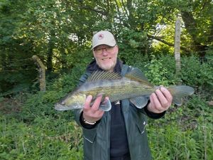 Zander