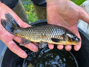 Koï Fish