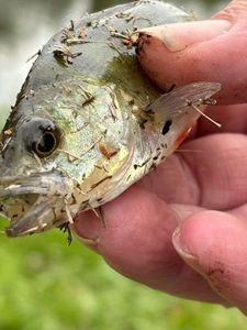 Giant Goby