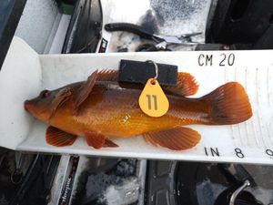 Ballan Wrasse