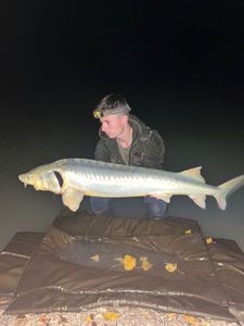 Sturgeon