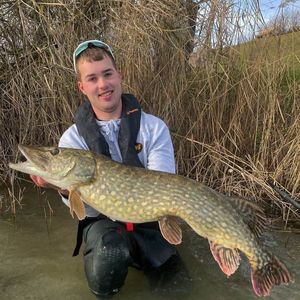 Northern Pike