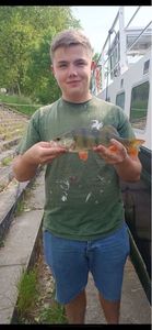 European Perch