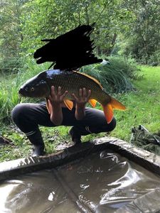 Common Carp