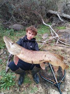 Northern Pike