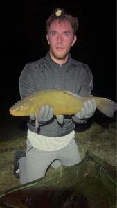 Tench