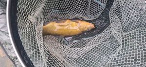 Tench