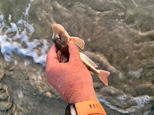 Grey Gurnard
