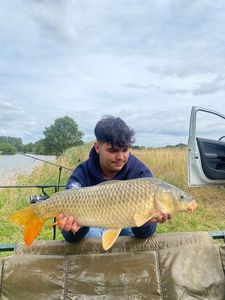 Common Carp
