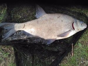 Blue Bream